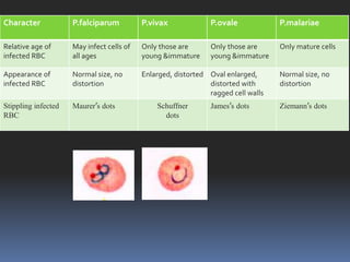 Character            P.falciparum          P.vivax             P.ovale             P.malariae

Relative age of      May infect cells of   Only those are      Only those are      Only mature cells
infected RBC         all ages              young &immature     young &immature

Appearance of        Normal size, no       Enlarged, distorted Oval enlarged,      Normal size, no
infected RBC         distortion                                distorted with      distortion
                                                               ragged cell walls
Stippling infected   Maurer’s dots             Schuffner       James’s dots        Ziemann’s dots
RBC                                              dots
 