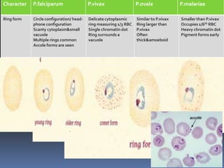 Character   P.falciparum                  P.vivax                  P.ovale              P.malariae

Ring form   Circle configuration/ head-   Delicate cytoplasmic     Similar to P.vivax   Smaller than P.vivax
            phone configuration           ring measuring 1/3 RBC   Ring larger than     Occupies 1/6th RBC
            Scanty cytoplasm&small        Single chromatin dot     P.vivax              Heavy chromatin dot
            vacuole                       Ring surrounds a         Often                Pigment forms early
            Multiple rings common         vacuole                  thick&amoeboid
            Accole forms are seen
 