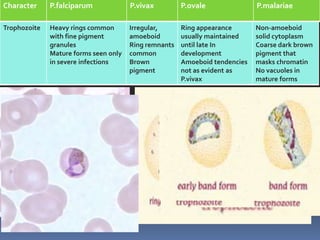 Character     P.falciparum             P.vivax         P.ovale               P.malariae

Trophozoite   Heavy rings common       Irregular,      Ring appearance       Non-amoeboid
              with fine pigment        amoeboid        usually maintained    solid cytoplasm
              granules                 Ring remnants   until late In         Coarse dark brown
              Mature forms seen only   common          development           pigment that
              in severe infections     Brown           Amoeboid tendencies   masks chromatin
                                       pigment         not as evident as     No vacuoles in
                                                       P.vivax               mature forms
 
