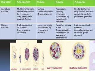 Character   P.falciparum         P.vivax            P.ovale            P.malariae

Immature    Multiple chromatin   Mature             Progressive        Similar to P.vivax,
schizont    bodies surrounded    chromatin bodies   dividing           only smaller and may
            by cytoplasm         Brown pigment      chromatin          contain large dark
            Only detected in                        surrounded by      peripheral granules
            severe infection                        cytoplasmic
                                                    material
Mature      8-36 merozoites.     12-24 merozoits    Parasites occupy   6-12 merozoites in
schizont     in clusters         Surrounded by      ¾ RBC              rosettes
            Only in severe       cytoplasmic        8-12 merozoites    Central arrangement
            infections           material           Rosettes of an     of brown green
                                                    average of         pigment
                                                    8merozoites
 