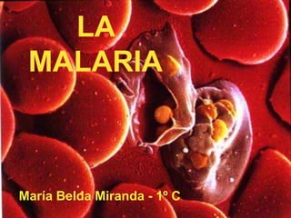 LA MALARIA María Belda Miranda - 1º C 