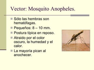 Vector: Mosquito Anopheles. Sólo las hembras son hematófagas. Pequeños: 8 – 10 mm. Postura típica en reposo. Atraido por el color oscuro, la humedad y el calor. La mayoría pican al anochecer. 