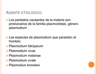 AGENTE ETIOLÓGICO
 Los parásitos causantes de la malaria son
protozoarios de la familia plasmodiidae, género
plasmodium .
 Las especies de plasmodium que parasitan al
hombre:
 Plasmodium falciparum
 Plasmodium vivax
 Plasmodium malariae
 Plasmodium ovale
 Plasmodiun knowlesi
 