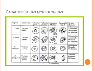 CARACTERÍSTICAS MORFOLÓGICAS
 