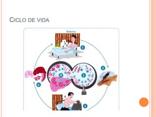 CICLO DE VIDA
 