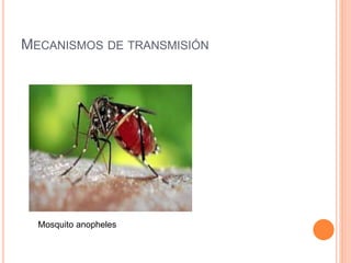 MECANISMOS DE TRANSMISIÓN
Mosquito anopheles
 