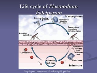 MARARIAL PARASITE PLASMODIUM FALCIPARUM LIFE CYCLE | PPT