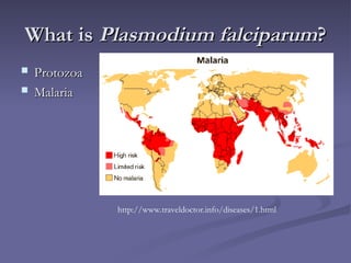 MARARIAL PARASITE PLASMODIUM FALCIPARUM LIFE CYCLE | PPT