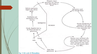 Severe Malaria; Clinical Features and Management.pptx