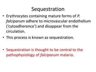 Sequestration
• Erythrocytes containing mature forms of P.
falciparum adhere to microvascular endothelium
(‘cytoadherence’) and disappear from the
circulation.
• This process is known as sequestration.
• Sequestration is thought to be central to the
pathophysiology of falciparum malaria.
 