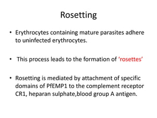 Rosetting
• Erythrocytes containing mature parasites adhere
to uninfected erythrocytes.
• This process leads to the formation of ‘rosettes’
• Rosetting is mediated by attachment of specific
domains of PfEMP1 to the complement receptor
CR1, heparan sulphate,blood group A antigen.
 