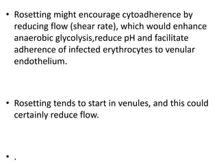 • Rosetting might encourage cytoadherence by
reducing flow (shear rate), which would enhance
anaerobic glycolysis,reduce pH and facilitate
adherence of infected erythrocytes to venular
endothelium.
• Rosetting tends to start in venules, and this could
certainly reduce flow.
• .
 