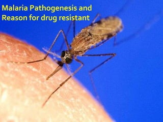 Malaria Pathogenesis and
Reason for drug resistant
 
