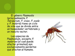 El género Plasmodia
(principalmente P.
falciparum, P. vivax, P. ovale
y P. malarie) tiene un ciclo
de vida que se divide entre
un hospedador vertebrado y
un insecto vector.
Las especies de
Plasmodium, excepto P.
malariae (el cual puede
afectar primates) son
exclusivamente parásitos
que afectan al humano.
 