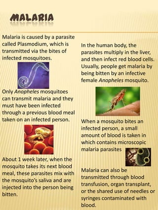 MALARIA
Malaria is caused by a parasite
called Plasmodium, which is In the human body, the
transmitted via the bites of parasites multiply in the liver,
infected mosquitoes. and then infect red blood cells.
Usually, people get malaria by
being bitten by an infective
female Anopheles mosquito.
Only Anopheles mosquitoes
can transmit malaria and they
must have been infected
through a previous blood meal
taken on an infected person. When a mosquito bites an
infected person, a small
amount of blood is taken in
which contains microscopic
malaria parasites
About 1 week later, when the
mosquito takes its next blood
Malaria can also be
meal, these parasites mix with
transmitted through blood
the mosquito’s saliva and are
transfusion, organ transplant,
injected into the person being
or the shared use of needles or
bitten.
syringes contaminated with
blood.