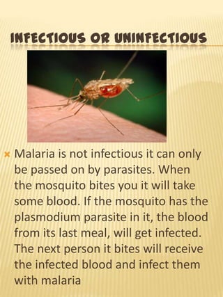 INFECTIOUS OR UNINFECTIOUS
Malaria is not infectious it can only
be passed on by parasites. When
the mosquito bites you it will take
some blood. If the mosquito has the
plasmodium parasite in it, the blood
from its last meal, will get infected.
The next person it bites will receive
the infected blood and infect them
with malaria
