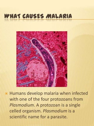 WHAT CAUSES MALARIA
Humans develop malaria when infected
with one of the four protozoans from
Plasmodium. A protozoan is a single
celled organism. Plasmodium is a
scientific name for a parasite.