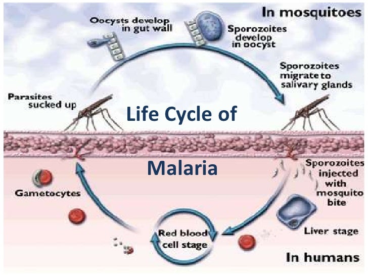 Unit Plan Malaria