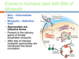 Events in Humans start with Bite of
Mosquito
 Man – Intermediate
host.
 Mosquito – Definitive
host
– Sporozoites are
infective forms
 Present in the salivary
gland of female
anopheles mosquito
 After bite of infected
mosquito sporozoites are
introduced into blood
circulation.
 