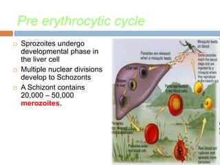Pre erythrocytic cycle
 Sprozoites undergo
developmental phase in
the liver cell
 Multiple nuclear divisions
develop to Schozonts
 A Schizont contains
20,000 – 50,000
merozoites.
 