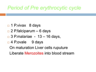 Period of Pre erythrocytic cycle
 1 P.vivax 8 days
 2 P.falciparum – 6 days
 3 P.malariae - 13 – 16 days,
 4 P.ovale 9 days
On maturation Liver cells ruputure
Liberate Merozoites into blood stream
 