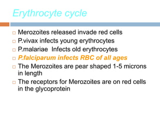 Erythrocyte cycle
 Merozoites released invade red cells
 P.vivax infects young erythrocytes
 P.malariae Infects old erythrocytes
 P.falciparum infects RBC of all ages
 The Merozoites are pear shaped 1-5 microns
in length
 The receptors for Merozoites are on red cells
in the glycoprotein
 