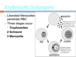 Erythrocytic Schizogony
 Liberated Merozoites
penetrate RBC
 Three stages occur
1 Trophozoites
2 Schizont
3 Merozoite
 