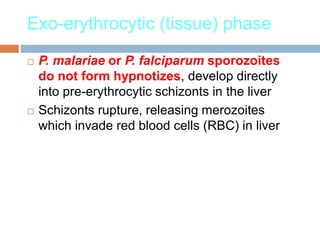Exo-erythrocytic (tissue) phase
 P. malariae or P. falciparum sporozoites
do not form hypnotizes, develop directly
into pre-erythrocytic schizonts in the liver
 Schizonts rupture, releasing merozoites
which invade red blood cells (RBC) in liver
 
