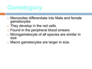 Gametogony
 Merozoites differentiate into Male and female
gametocytes
 They develop in the red cells
 Found in the peripheral blood smears
 Microgametocyte of all species are similar in
size
 Macro gametocytes are larger in size.
 