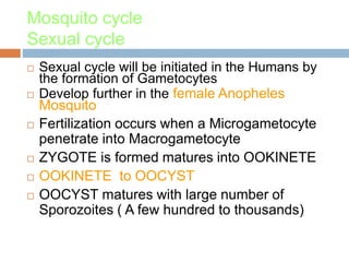 Mosquito cycle
Sexual cycle
 Sexual cycle will be initiated in the Humans by
the formation of Gametocytes
 Develop further in the female Anopheles
Mosquito
 Fertilization occurs when a Microgametocyte
penetrate into Macrogametocyte
 ZYGOTE is formed matures into OOKINETE
 OOKINETE to OOCYST
 OOCYST matures with large number of
Sporozoites ( A few hundred to thousands)
 