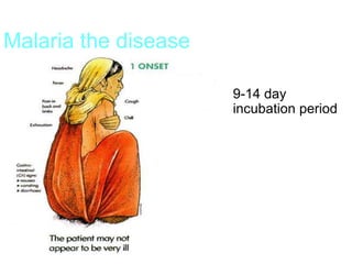 Malaria the disease
 9-14 day
incubation period
 