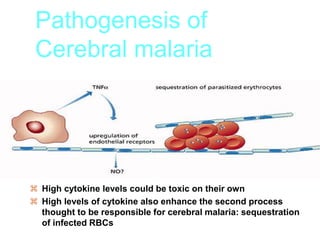 Pathogenesis of
Cerebral malaria
 High cytokine levels could be toxic on their own
 High levels of cytokine also enhance the second process
thought to be responsible for cerebral malaria: sequestration
of infected RBCs
 