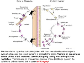 The malaria life cycle is a complex system with both sexual and asexual aspects .
cycle of all species that infect humans is basically the same. There is an exogenous
sexual phase in the mosquito called sporogony during which the parasite
multiplies. There is also an endogenous asexual phase that takes place in the
vertebrate or human host that is called schizogeny
 