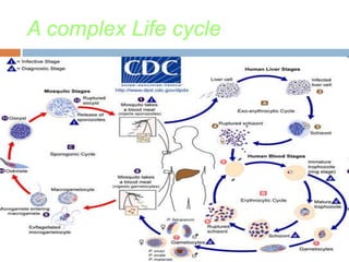 A complex Life cycle
 