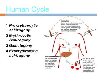Human Cycle
1 Pre erythrocytic
schizogony
2 Erythrocytic
Schizogony
3 Gametogony
4 Exoerythrocytic
schizogony
 