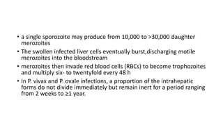 • a single sporozoite may produce from 10,000 to >30,000 daughter
merozoites
• The swollen infected liver cells eventually burst,discharging motile
merozoites into the bloodstream
• merozoites then invade red blood cells (RBCs) to become trophozoites
and multiply six- to twentyfold every 48 h
• In P. vivax and P. ovale infections, a proportion of the intrahepatic
forms do not divide immediately but remain inert for a period ranging
from 2 weeks to ≥1 year.
 