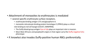 • Attachment of merozoites to erythrocytes is mediated
• several specific erythrocyte surface receptors.
• erythrocyte binding antigen 175 and glycophorin A.
• merozoite reticulocyte-binding protein homologue 5 (PfRh5) plays a critical
role binding to red cell basigin (CD147, EMMPRIN).
• The Duffy blood-group antigen Fya or Fyb plays an important role in invasion.
• Most West Africans and peoplewith origins in that region carry the Duffy-negative FyFy
phenotype
• P. knowlesi also invades Duffy-positive human RBCs preferentially.
 