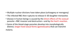 • Multiple nuclear divisions have taken place (schizogony or merogony)
• The infected RBC then ruptures to release 6–30 daughter merozoites
• disease in human beings is caused by the direct effects of the asexual
parasite—RBC invasion and destruction—and by the host’s reaction.
• Some of the blood-stage parasites develop into morphologically
distinct, longer-lived sexual forms (gametocytes) that can transmit
malaria.
 