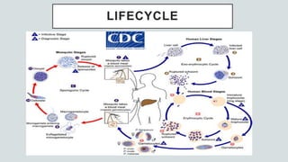 LIFECYCLE
 