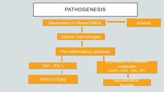 PATHOGENESIS
Destruction of Infected RBCs
Splenic macrophages
Anemia
Pro inflammatory cytokines
TNF , IFN 1
Expression of adhesion
molecules
ICAM1, CD36 , CSA , CR1
Sequestration ,
Rosette
PAROXYSMS
 