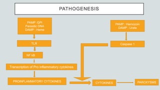 PATHOGENESIS
PAMP :GPI
Parasitic DNA
DAMP : Heme
PAMP : Hemozoin
DAMP : Urate
TLR
NF kB
Transcription of Pro inflammatory cytokines
PROINFLAMMATORY CYTOKINES CYTOKINES
Caspase 1
PAROXYSMS
 