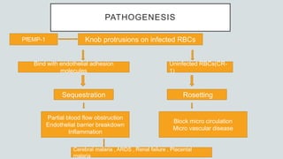 PATHOGENESIS
Knob protrusions on infected RBCs
Bind with endothelial adhesion
molecules
Sequestration
Partial blood flow obstruction
Endothelial barrier breakdown
Inflammation
Uninfected RBCs(CR-
1)
Rosetting
Block micro circulation
Micro vascular disease
Cerebral malaria , ARDS , Renal failure , Placental
malaria
PfEMP-1
 