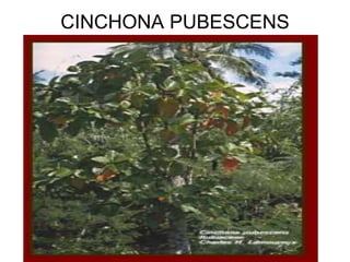 CINCHONA PUBESCENS
 