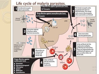 Life cycle of malaria parasites.
 