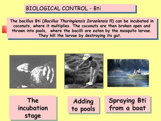 BIOLOGICAL CONTROL - BtiBIOLOGICAL CONTROL - Bti
The bacillus Bti (Bacillus Thuringiensis Israelensis !!!) can be incubated in
coconuts, where it multiplies. The coconuts are then broken open and
thrown into pools, where the bacilli are eaten by the mosquito larvae.
They kill the larvae by destroying its gut.
The bacillus Bti (Bacillus Thuringiensis Israelensis !!!) can be incubated in
coconuts, where it multiplies. The coconuts are then broken open and
thrown into pools, where the bacilli are eaten by the mosquito larvae.
They kill the larvae by destroying its gut.
Spraying Bti
from a boat
Spraying Bti
from a boat
The
incubation
stage
The
incubation
stage
Adding
to pools
Adding
to pools
 