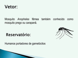 Vetor:
Mosquito Anopheles fêmea também conhecido como
mosquito prego ou carapanã.
Reservatório:
Humanos portadores de gametócitos
 