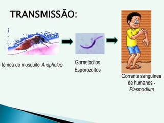 TRANSMISSÃO:
fêmea do mosquito Anopheles Gametócitos
Esporozoítos
Corrente sanguínea
de humanos -
Plasmodium
 