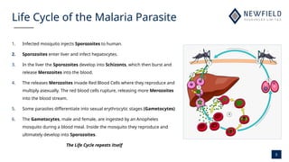 5
Life Cycle of the Malaria Parasite
1. Infected mosquito injects Sporozoites to human.
2. Sporozoites enter liver and infect hepatocytes.
3. In the liver the Sporozoites develop into Schizonts, which then burst and
release Merozoites into the blood.
4. The releases Merozoites invade Red Blood Cells where they reproduce and
multiply asexually. The red blood cells rupture, releasing more Merozoites
into the blood stream.
5. Some parasites differentiate into sexual erythrocytic stages (Gametocytes)
6. The Gametocytes, male and female, are ingested by an Anopheles
mosquito during a blood meal. Inside the mosquito they reproduce and
ultimately develop into Sporozoites.
The Life Cycle repeats itself
 