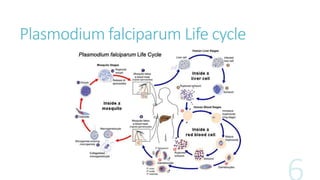 Plasmodium falciparum Life cycle
 