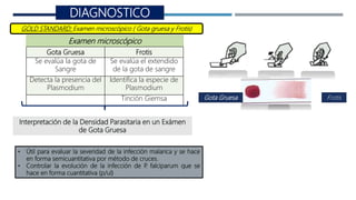 DIAGNOSTICO
GOLD STANDARD: Examen microscópico ( Gota gruesa y Frotis)
Gota Gruesa Frotis
Examen microscópico
Gota Gruesa Frotis
Se evalúa la gota de
Sangre
Se evalúa el extendido
de la gota de sangre
Detecta la presencia del
Plasmodium
Identifica la especie de
Plasmodium
Tinción Giemsa
• Útil para evaluar la severidad de la infección malarica y se hace
en forma semicuantitativa por método de cruces.
• Controlar la evolución de la infección de P
. falciparum que se
hace en forma cuantitativa (p/ul)
Interpretación de la Densidad Parasitaria en un Exámen
de Gota Gruesa
 